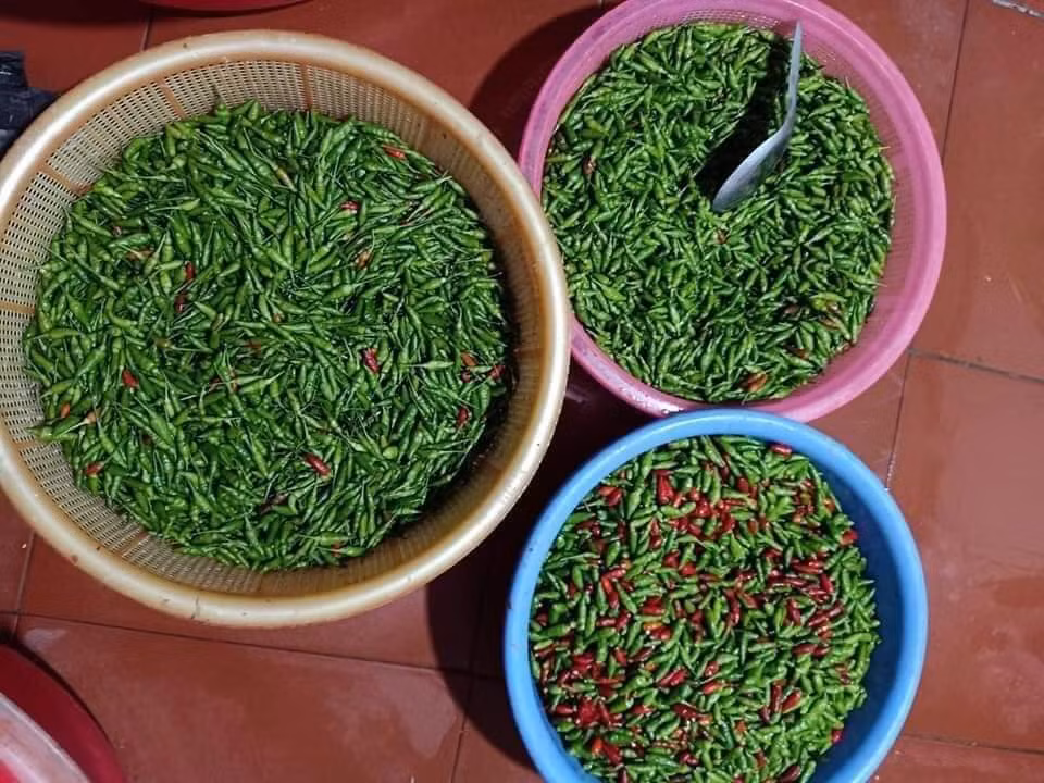 Theo người bán, ớt gió được trồng và chỉ cho năng suất tốt ở cao nguyên Đồng Văn (Hà Giang). Ảnh: FB Thúy Hằng.