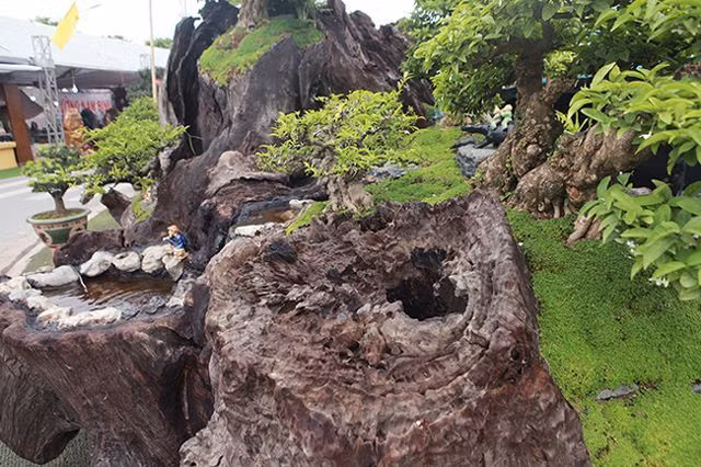 Tiểu cảnh “Nhất sơn” với 6 cây mai chiếu thủy tọa trên gỗ lũa sao đen nhiều năm tuổi được chào bán với giá 1 tỷ đồng trong một triển lãm vào năm 2019. Ảnh: Dân Việt.