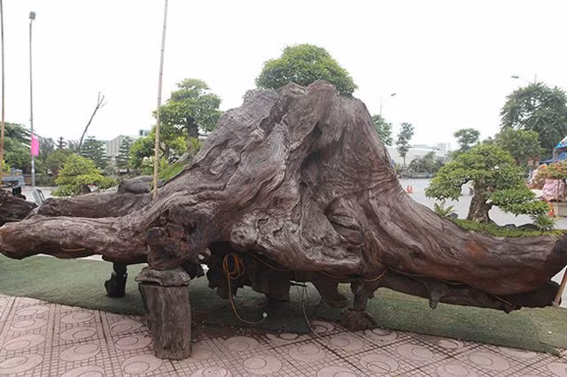 Sự bào mòn của thiên nhiên tạo thành những đường vân rất đẹp trên thân gỗ sao đen. Ảnh: Dân Việt.