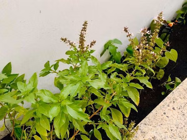 Rất nhiều các loại rau quen thuộc như bầu, rau cải, rau muống, và nhiều loại gia vị...