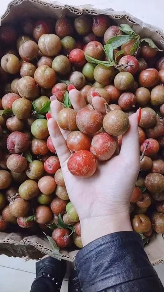 Chị Hoa (Hoàng Mai, Hà Nội) một người bán mận online cho biết, giá mận nhập về cao, quả nhỏ, không đẹp nhưng lại được nhiều người ưa chuộng.