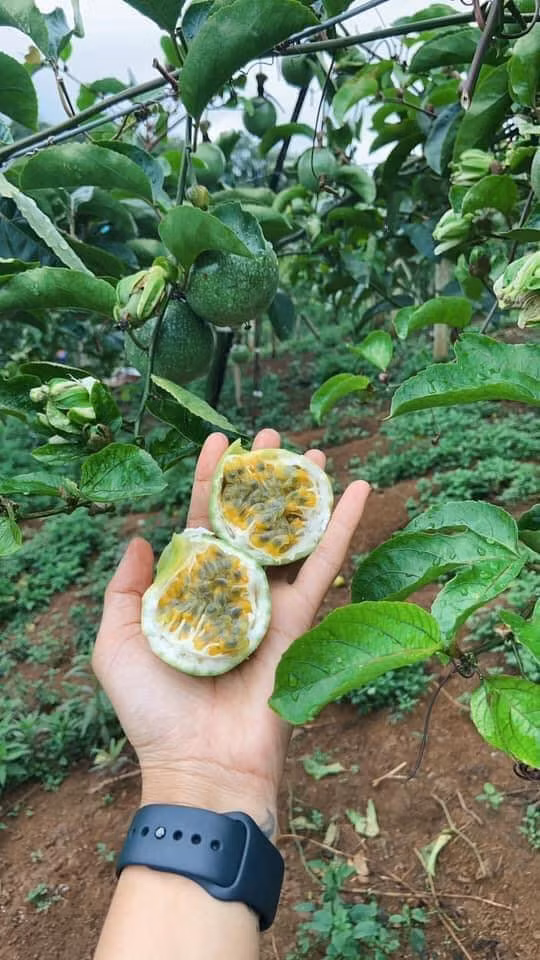 Nếu như chanh leo thường có vị chua nhiều, pha nước mới ngon thì chanh leo vàng Sơn La ngọt nên khi ăn, chỉ cần cắt đôi quả rồi lấy thìa xúc ăn trực tiếp hoặc pha nước mà không cần bỏ thêm đường.