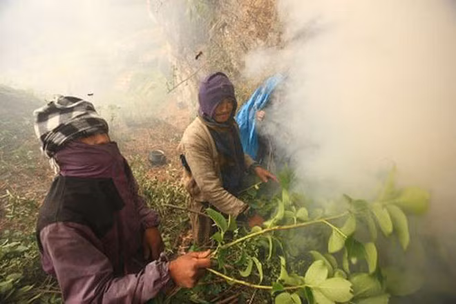 Đầu tiên, họ đốt lửa, hun các tổ trên vách đá để xua lũ ong ra khỏi tổ.