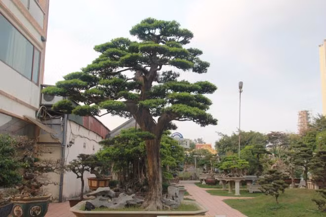 Để có đủ tiền mua cây tùng La Hán này, ông Thành phải bán một căn nhà ở phố Lò Đúc (Hai bà Trưng, Hà Nội). Ảnh: VTC.