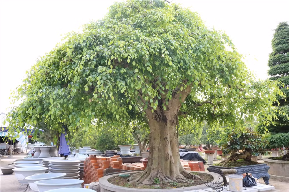 Cây sanh bonsai trị giá 2 tỷ đồng trong vườn anh Lộc.Ảnh: Lao động.