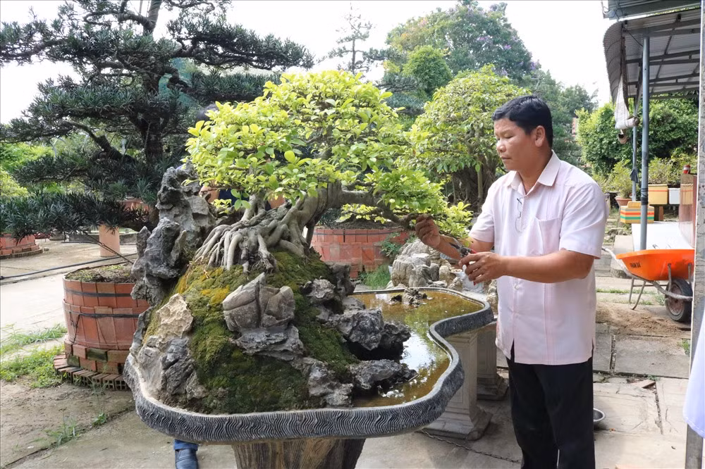 Ngoài ra, anh Lộc còn sở hữu cặp tùng trị giá 3 tỷ đồng, cây sanh trị giá 2 tỷ đồng và hàng nghìn cây bonsai có giá trị cao khác...Ảnh: Lao động.