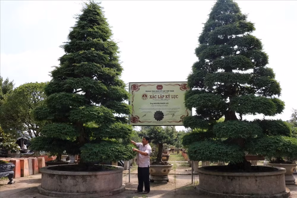 Phần lớn bonsai trong vườn của anh Lộc là cây loại lớn, có tuổi kiểng từ 15 năm đến trên 100 năm và có giá trị kinh tế rất cao. Đặc biệt nhất là cặp me kiểng cổ có tuổi cây hơn 156 năm và tuổi kiểng hơn 100 năm có giá 10 tỷ đồng. Ảnh: Lao động.