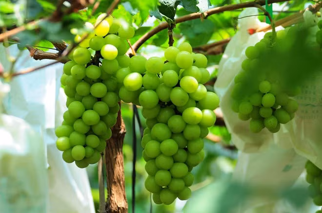 Nho mẫu đơn Nhật là giống nho xanh Nhật cao cấp nhất hiện nay và được mệnh danh là "siêu thực phẩm" của người Nhật.