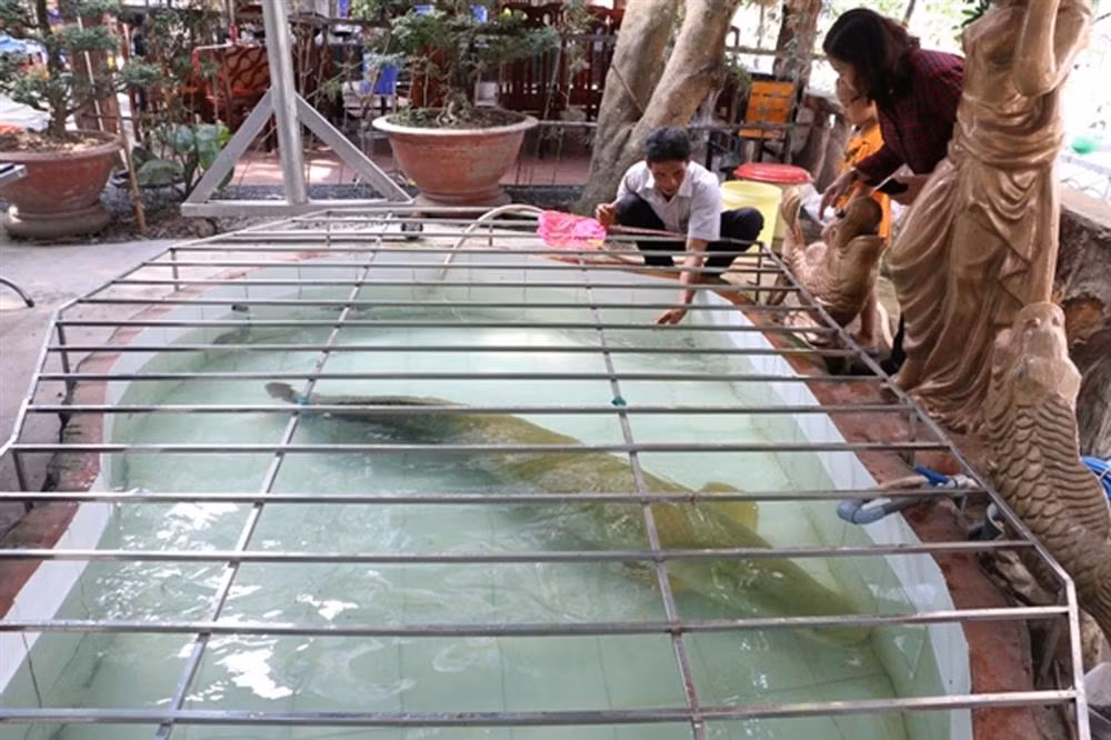 Tuy nhiên, sau đó anh Điệp đã bán cho một đại gia khác với giá 100 triệu đồng. Ảnh: Vietnamnet.