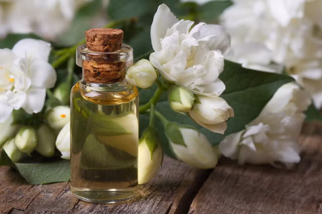Vì tiêu tốn quá nhiều hoa tươi như vậy nên tinh dầu hoa nhài thiên nhiên luôn đắt đỏ. Bạn sẽ phải bỏ ra 2 triệu đồng để mua 5 gram tinh dầu hoa nhài thiên nhiên.