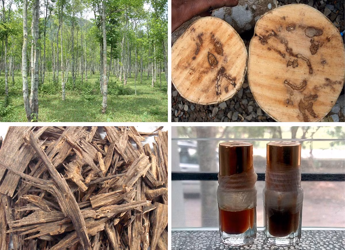 Để làm nên oud, cây trầm hương phải bị nhiễm loại nấm Phialophora parasitica. Sau khi nhiễm nấm, thân gỗ sẽ sản xuất lên loại nhựa toả hương – đây chính là oud. Và trong tự nhiên, chỉ khoảng 2% tất cả các cây trầm hương có thể sản xuất nên oud.