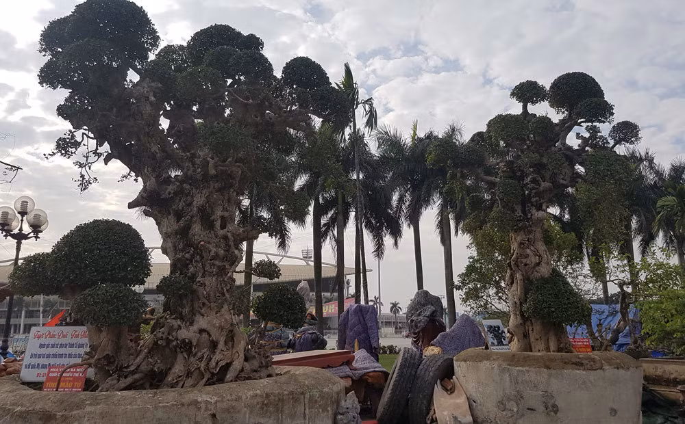 Hai cây duối đại thụ có tuổi đời ngàn năm xuất xứ từ thành cổ Quảng Trị chiều cao lên tới trên 3 mét; đường kính thân hai người ôm. Ảnh: Vietnamnet.