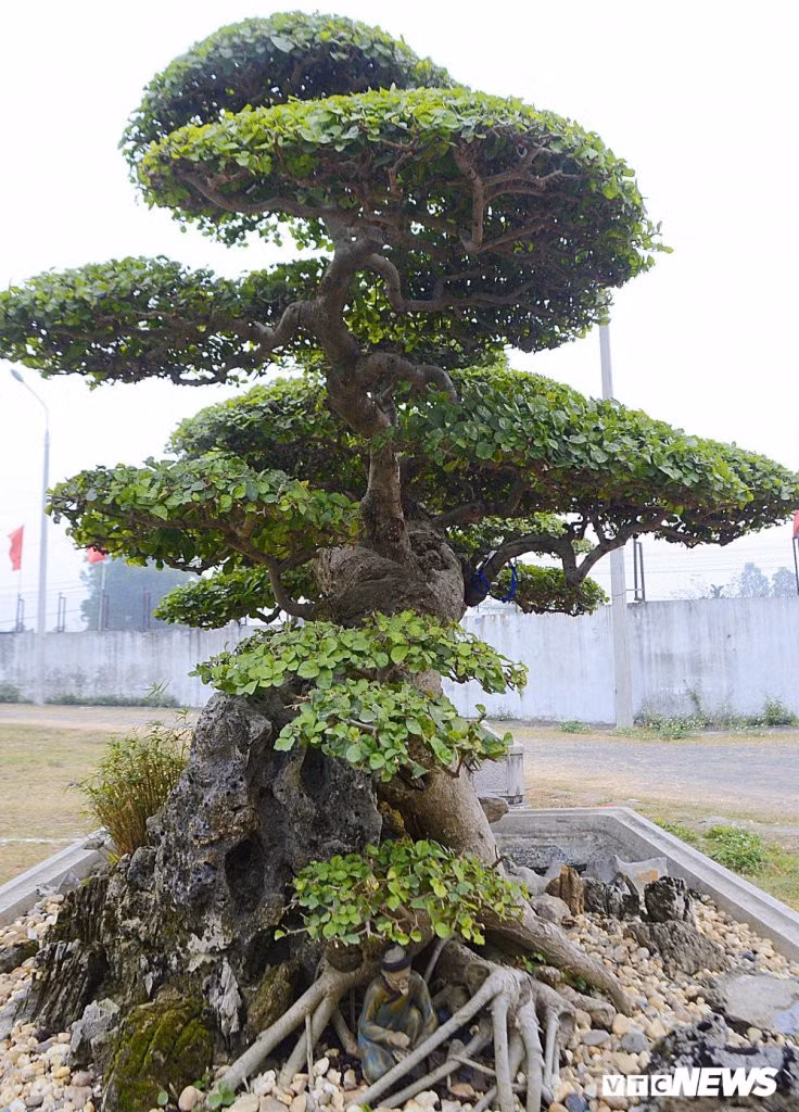 Nhờ hình dáng độc đáo, hiếm có này mà cây duối được trả tới 2 tỷ đồng. Ảnh: VTC
