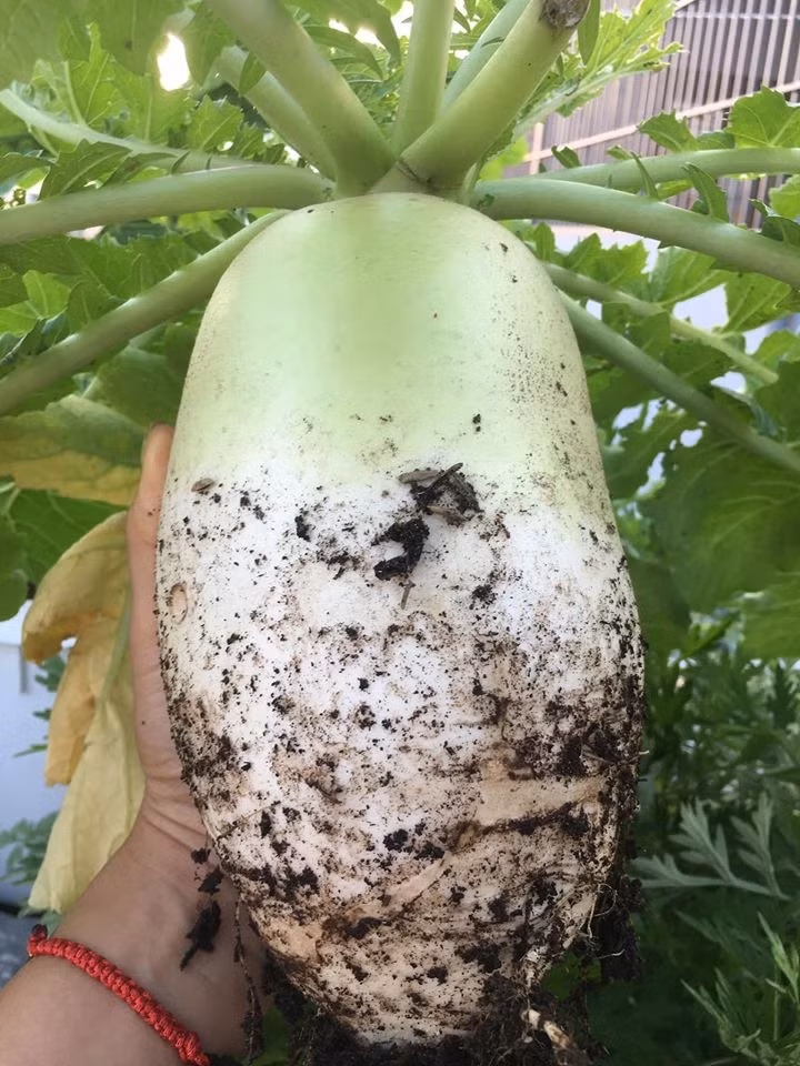 Củ cải khổng lồ. Ảnh: Thời đại.