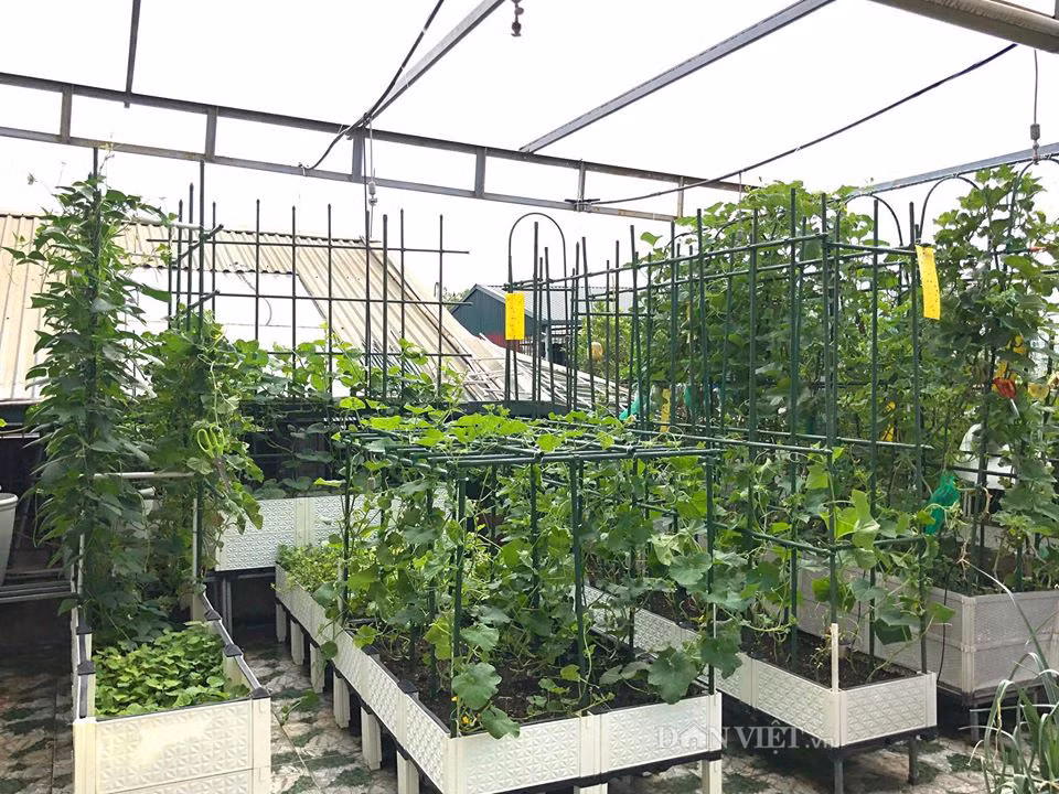 Tương tự, nhờ bàn tay khéo léo cùng cách bố trí hợp lý, chị Bùi Phương (Hà Nội) đã tạo nên một khu vườn trên sân thượng với đủ loại rau xanh và cây trái. Ảnh: Dân Việt.