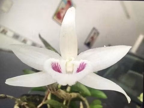Cá biệt có những cây độc đáo giá có thể lên đến vài tỷ đồng. Ví như, thương vụ mua bán gốc Giã Hạc đột biến 5 cánh trắng của chủ nhân người Ninh Thuận cho một đại gia ở Đà Nẵng với giá lên tới gần 7 tỷ đồng hồi năm 2018. Ảnh: Vietnamnet.