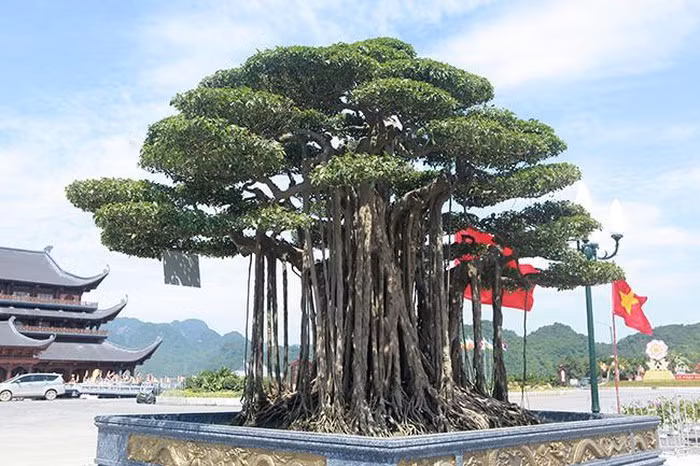 Tại triễn lãm cây cảnh Tam Chúc (Ba Sao, Hà Nam) năm 2019, cây sanh có tên “Dáng làng” hay “Quần long hội tụ” của anh Minh (Phủ Lý, Hà Nam) được đánh giá là đẹp và có giá trị nhất tại triển lãm. Ảnh: Dân Việt.