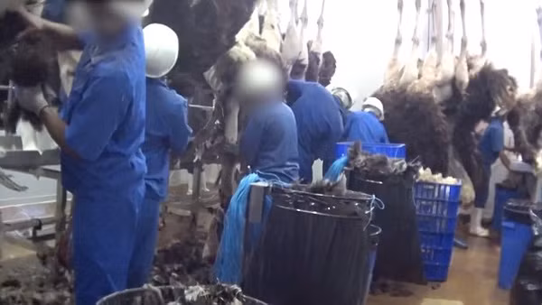 Những con đà điểu bị vặt lông và lột da sống một cách tàn nhẫn. Họ lấy da đà điểu để chế tác thành túi xách thượng hạng. Ảnh: Peta.