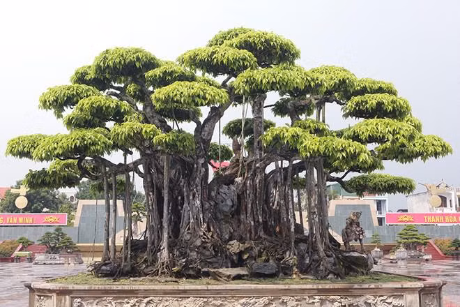 Dan cay canh trieu do, dai gia ban ca biet thu cung kho mua