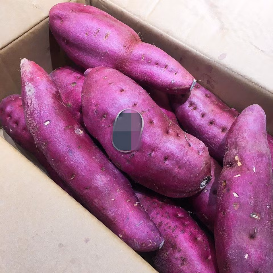 Cô Giang (TP HCM) cho biết, khoai lang Nhật nặng từ 600 - 700 g/củ, có loại to đến 1kg.