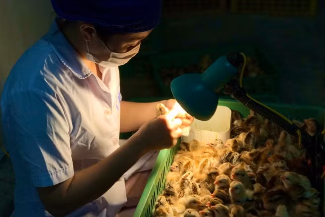 Soi giới tính gà “tiền khủng“: Điểm nghề lạ bội thu ngành chăn nuôi Soi gioi tinh ga “tien khung“: Diem nghe la boi thu nganh chan nuoi