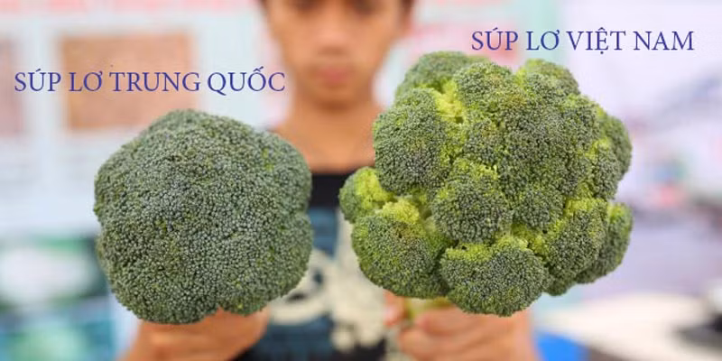 Súp lơ Trung Quốc bông nhỏ, cuống ngắn, có màu xanh đậm hơn còn súp lơ Việt bông to, cuống dài và có màu xanh nhạt. Búp lơ Trung Quốc đều nhau, mịn trong khi hoa lơ Việt ít đồng đều, có sự sần sùi. Nguồn ảnh: Internet.