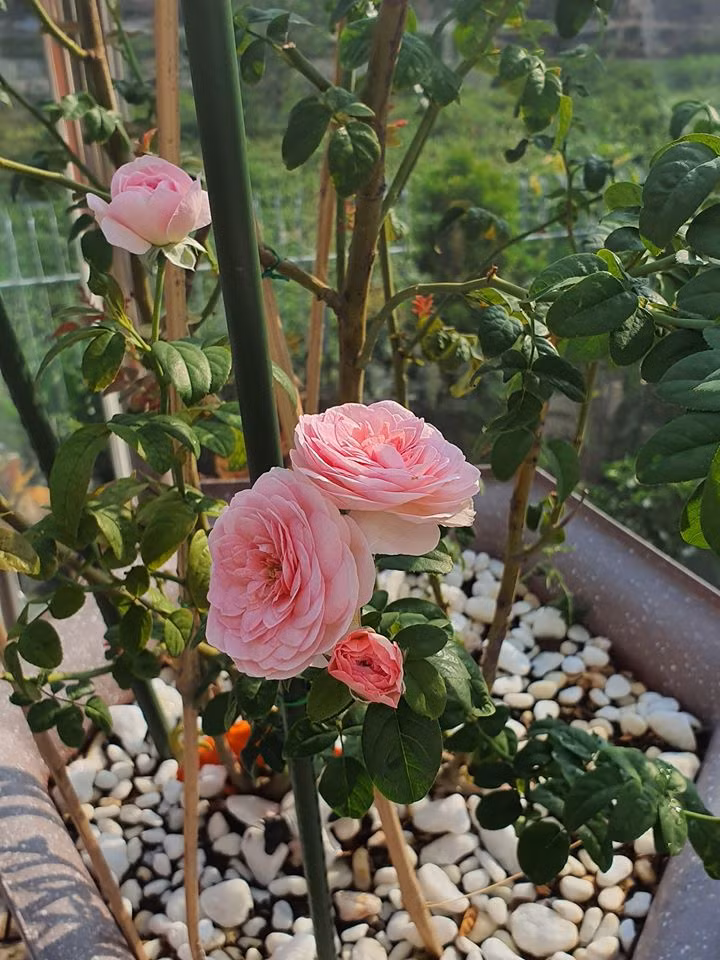 Thu Phương cho biết, biệt thự có diện tích rộng nên cô thoải mái xây dựng hồ bơi, sân vườn, khu vui chơi cho các con.