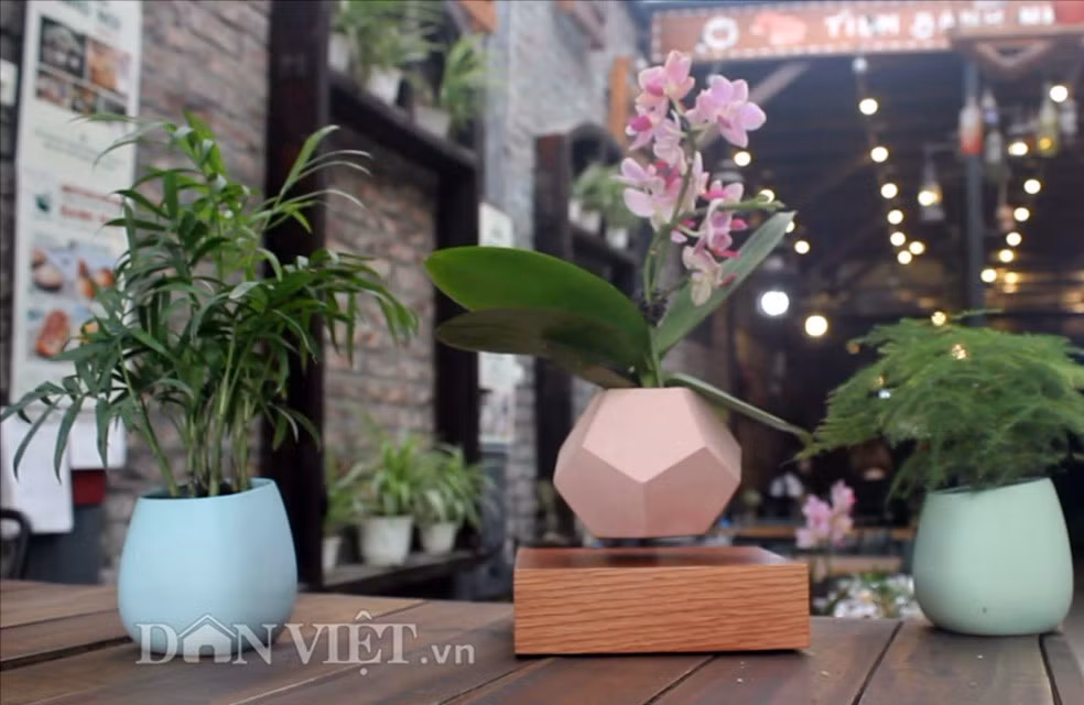 Một trong những ưu điểm nổi bật khác của bonsai bay chính là sự đa dạng về mẫu mã. Ảnh: Dân Việt