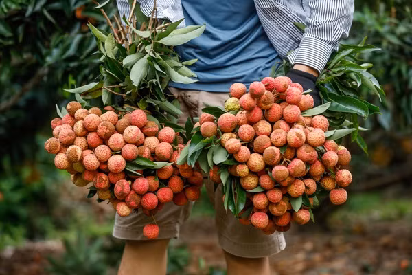 Sau khi hái xuống, vải được bỏ bớt lá, cuống và bó thành chùm nặng khoảng 3kg. Ảnh: Cand.