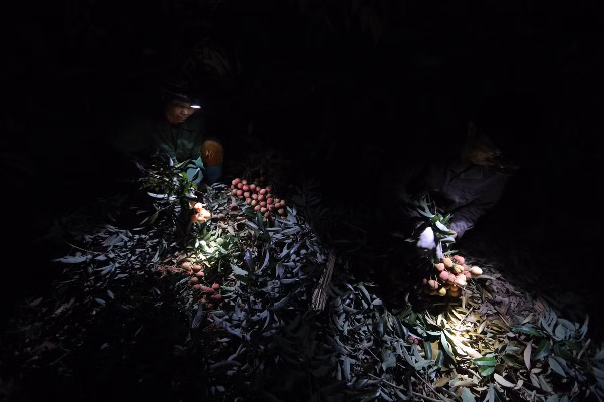 Các thương lái chỉ thu mua vải buổi sáng (buổi chiều sẽ đóng hàng và vận chuyển đi các nơi) nên chủ vườn phải ra vườn hái từ khi trời còn chưa sáng. Ảnh: Cand.