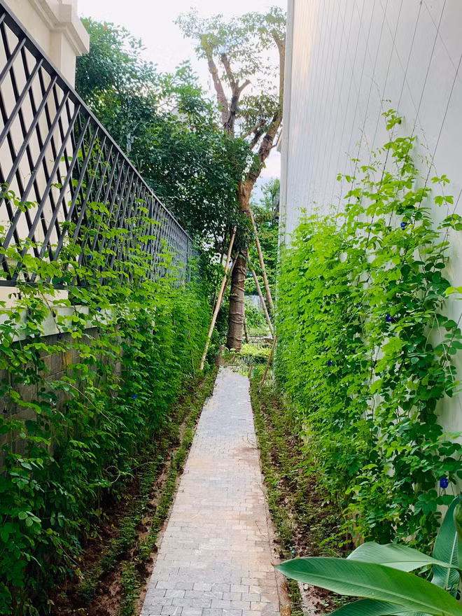 Lã Thanh Huyền cho biết đích thân cô tự tay chăm sóc 2 mảnh vườn và cứ thấy hoa nở là tâm trạng nữ diễn viên vui như có quà.