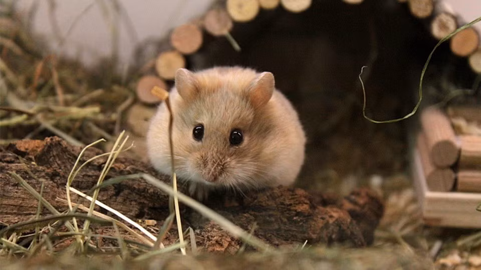 Anh Sáng (Thanh Xuân, Hà Nội) cho biết, tiền chuột hamster không nhiều nhưng phụ đi kèm lên tới cả triệu đồng. Ảnh: Internet.