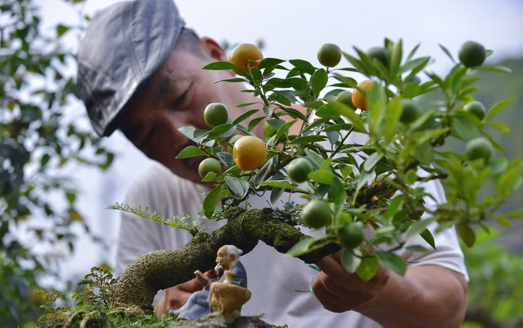 Quất phát tài, thăng tiến “độc lạ” như nào khiến dân Việt lùng mua? Quat phat tai, thang tien “doc la” nhu nao khien dan Viet lung mua?
