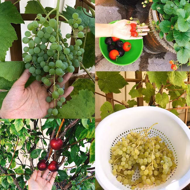 Phạm Hương trồng một số loại rau, quả, thi thoảng được thu hoạch sản phẩm cây nhà lá vườn.