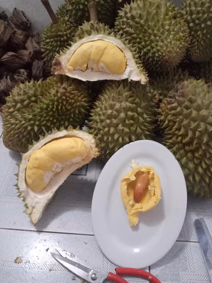 Giá tiền triệu, vì sao sầu riêng Malaysia vẫn cháy hàng? Gia tien trieu, vi sao sau rieng Malaysia van chay hang?