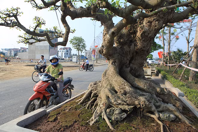 Tại thời điểm đem ra triển lãm, cây sung dáng quái của anh Huy có giá gần 1 tỷ đồng. Ảnh: Dân Việt.