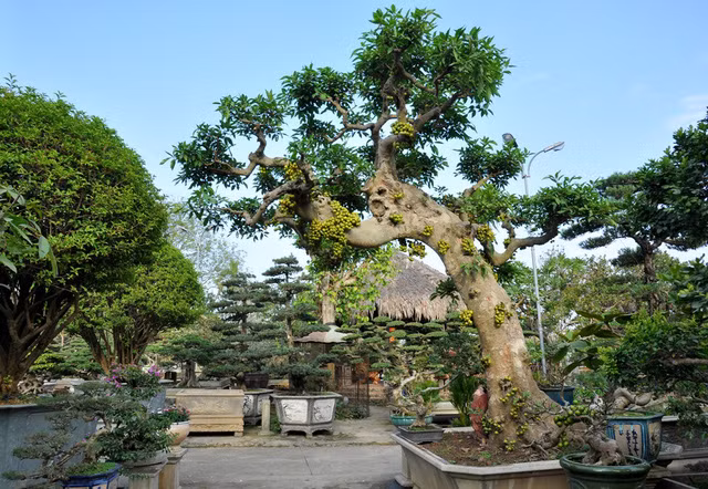 Ông Nguyễn Văn Ngọ (Thạch Thất, Hà Nội) từng sở hưu cây sung có tuổi đời khoảng 70 năm được định giá khoảng 300 triệu đồng. Ảnh: Giadinhnet.