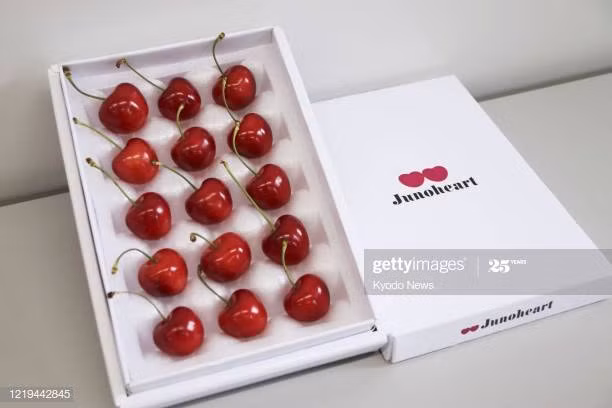 Ở Nhật Bản, cherry là loại quả nổi tiếng với danh hiệu đắt nhất thế giới, giá gần 400 USD/hộp 40-50 quả. Ảnh: Kyodonews