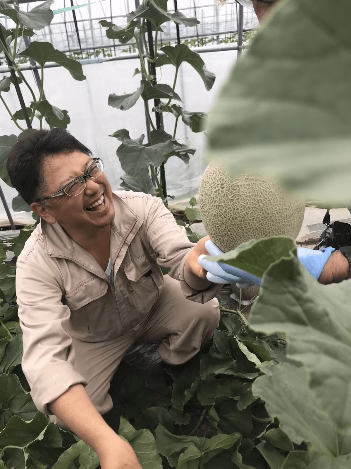 Không chỉ có vậy, mọi việc chăm sóc dưa hoàn toàn phải được thực hiện bằng tay, vừa giúp cho hương vị hoàn hảo hơn đồng thời hoàn thiện vẻ ngoài cao cấp hơn. Ảnh: Masai Mara.