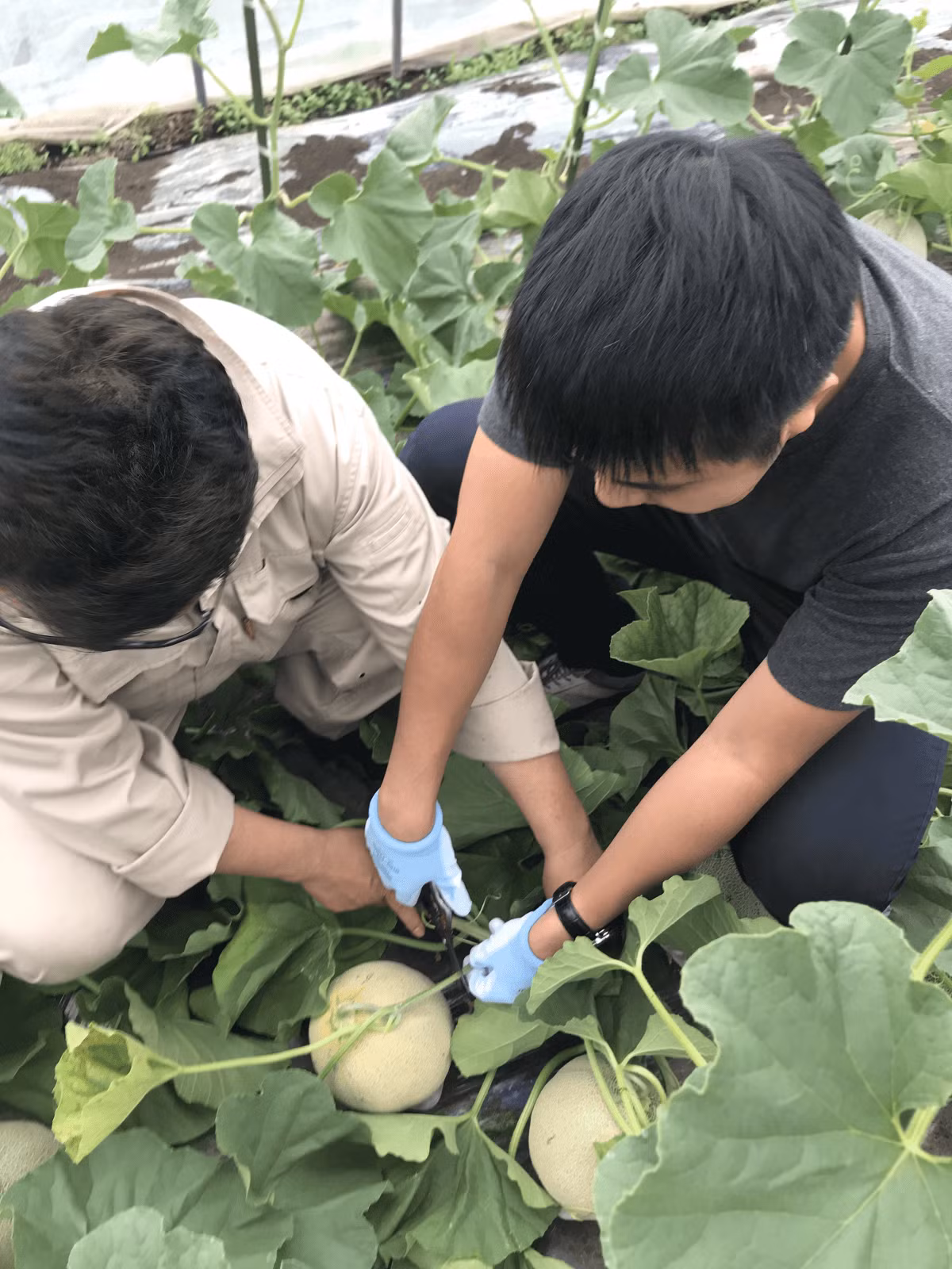 Dưa lưới Yubari là một trong những trái cây thượng hạng tại Nhật Bản. Không giống những quả dưa bình thường, dưa lưới Nhật đòi hỏi sự chăm sóc một cách tỉ mỉ và chú ý tới từng giai đoạn phát triển. Ảnh: Masai Mara.