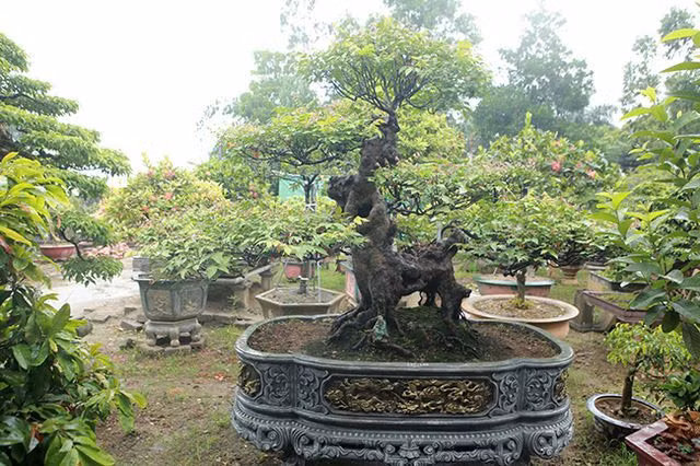 Cây khế cổ bonsai hình con nghê của ông Phạm Khắc Kha (Phú Thọ) cũng từng được bán gần 400 triệu đồng cho một đại gia ở vùng cao. Ảnh: Dân Việt.
