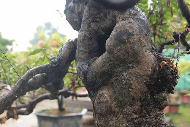 Với tuổi đời gần 100 năm, toàn thân cây nổi nhiều u cục và chỗ lõm nhìn rất kỳ quái. Ảnh: Dân Việt.