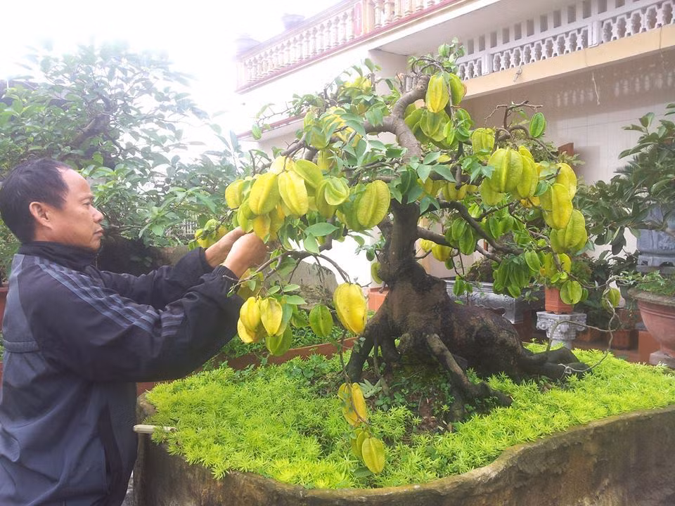 Vài năm trước, một cây khế bonsai cổ 50 năm ở Thái Bình từng được trả với giá 120 triệu đồng. Ảnh: Vietnamnet.