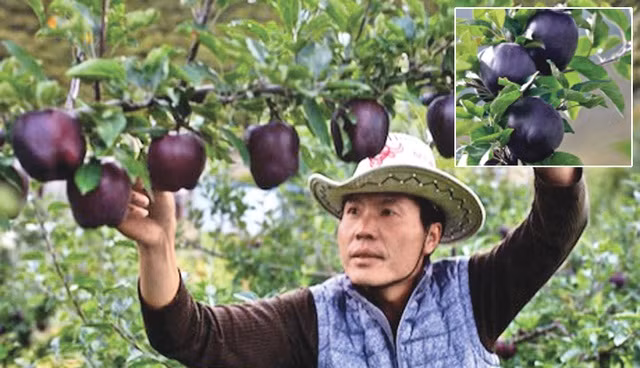 Táo kim cương đen là loại táo mới được đưa vào Trung Quốc đại lục và trồng hàng loạt.