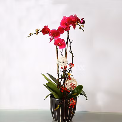 Lan hồ điệp mini chơi được từ 2-3 tháng và được mệnh danh là loại cây của sự giàu sang, phú quý và thanh lịch.