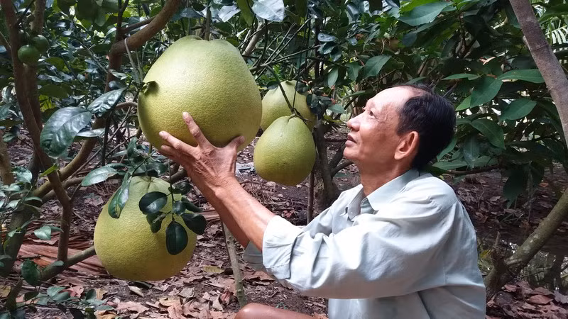 Để có trái vào dịp Tết, ngày thường khi bưởi ra hoa thì hái bỏ hết, đến đầu tháng 4 âm lịch, nhà vườn bắt đầu bón phân, xử lý nước. Ảnh: VOV.