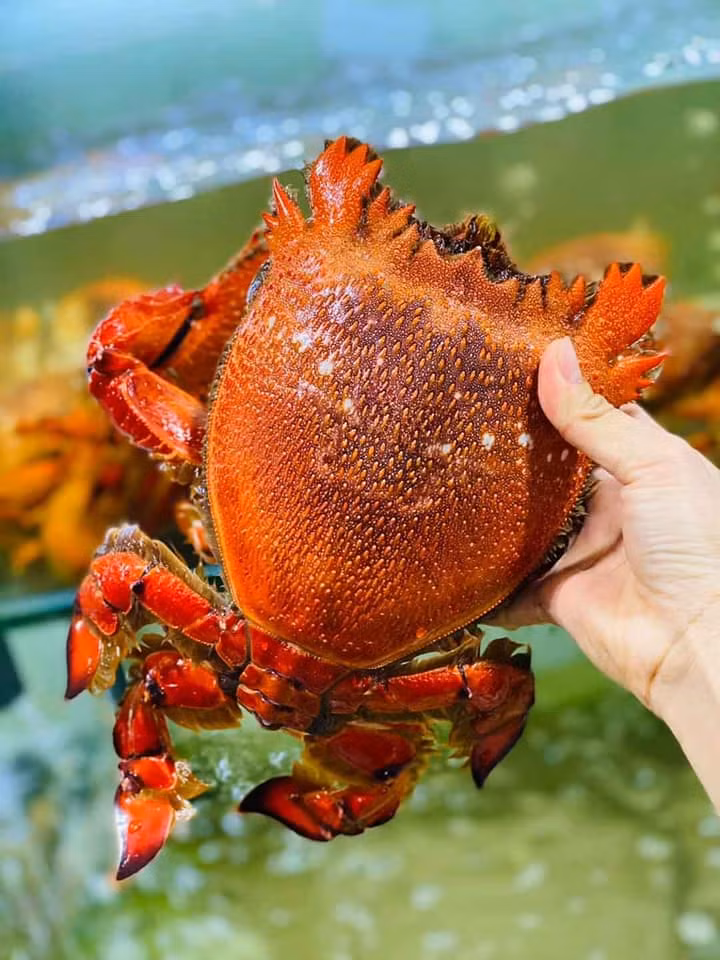 Cua huỳnh đế là đặc sản của vùng đảo Lý Sơn (Quảng Ngãi), Phú Quý (Bình Thuận) và chỉ có vào mùa tháng 3 đến tháng 5 hàng năm.
