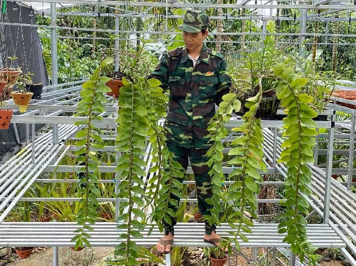 Tầng dưới anh trồng làn rừng kiếm tiên vũ Quảng Nam và các loại lan rừng khác như nghinh xuân, lan trầm, hạc vỹ...Ảnh: Dân Việt.