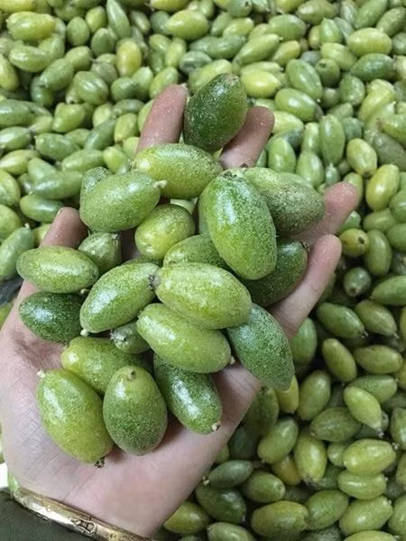 Đầu mùa, giá nhót xanh khá cao được đẩy lên khá cao, từ 150.000 - 200.000 đồng/kg.