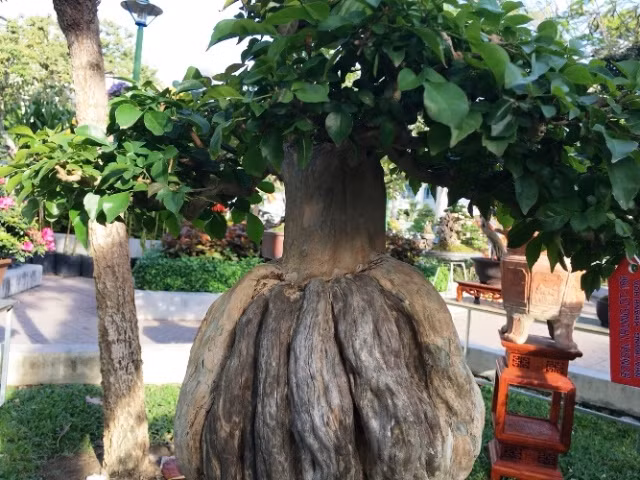 Tác phẩm bonsai có hình tròn ngộ nghĩnh. Ảnh: Dân Việt.